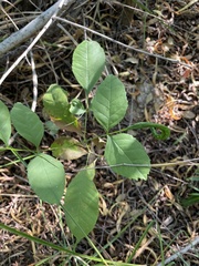 Fraxinus caroliniana