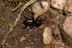 Zelotes