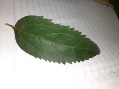 Rhamnus cathartica