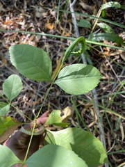 Fraxinus caroliniana
