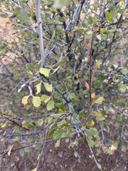 Cercocarpus