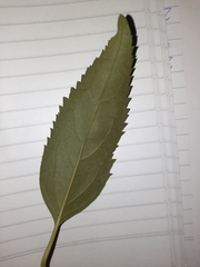 Rhamnus cathartica