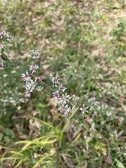 Symphyotrichum lateriflorum