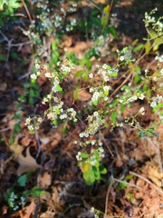 Euphorbia pubentissima