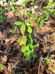 Euphorbia pubentissima