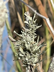 Ramalina complanata