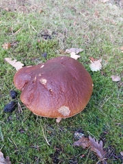 Boletus pinophilus