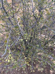 Cercocarpus