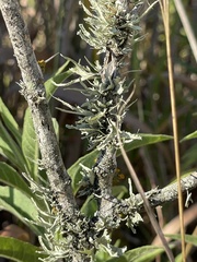 Ramalina complanata