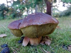 Boletus pinophilus
