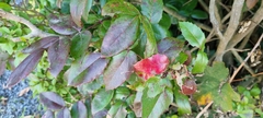 Berberis aquifolium