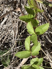 Rubus trivialis