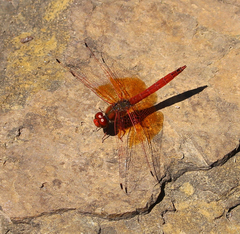 Trithemis kirbyi