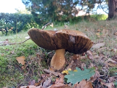 Boletus pinophilus