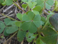 Oxalis corniculata