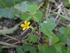 Oxalis corniculata