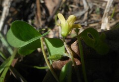 Oxalis corniculata