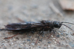 Sirex behrensii