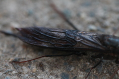 Sirex behrensii