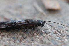 Sirex behrensii