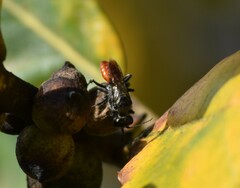 Astata