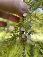 Taxodiomyia cupressi