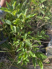 Cephalanthus occidentalis