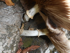 Basidiomycota