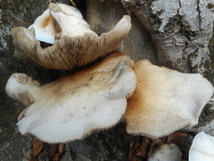Basidiomycota