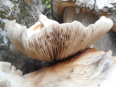 Basidiomycota