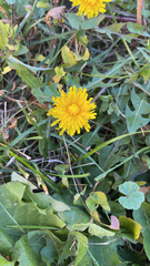 Taraxacum officinale