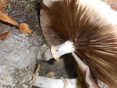Basidiomycota
