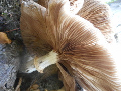 Basidiomycota