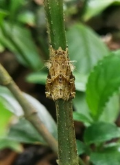 Callopistria flavitincta