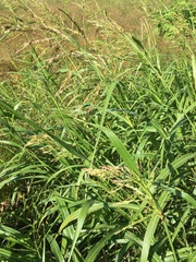Sorghum halepense