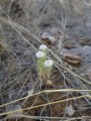 Helichrysum argyrosphaerum
