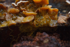Myxomycetes