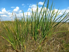 Iris lactea biglumis