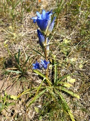 Gentiana decumbens