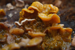 Myxomycetes