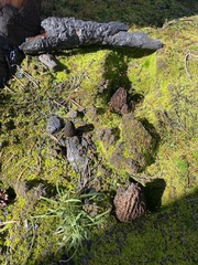 Morchella tomentosa