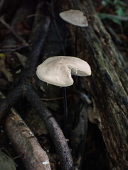Mycetinis alliaceus