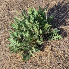 Achillea filipendulina