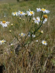 Aster biennis