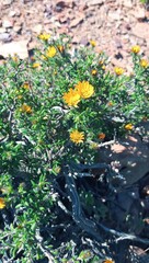 Gorteria integrifolia