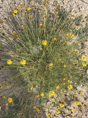 Thymophylla pentachaeta