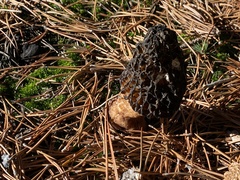 Morchella tomentosa