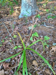 Hemerocallis fulva