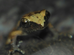 Pseudophilautus wynaadensis