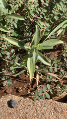 Ditaxis humilis